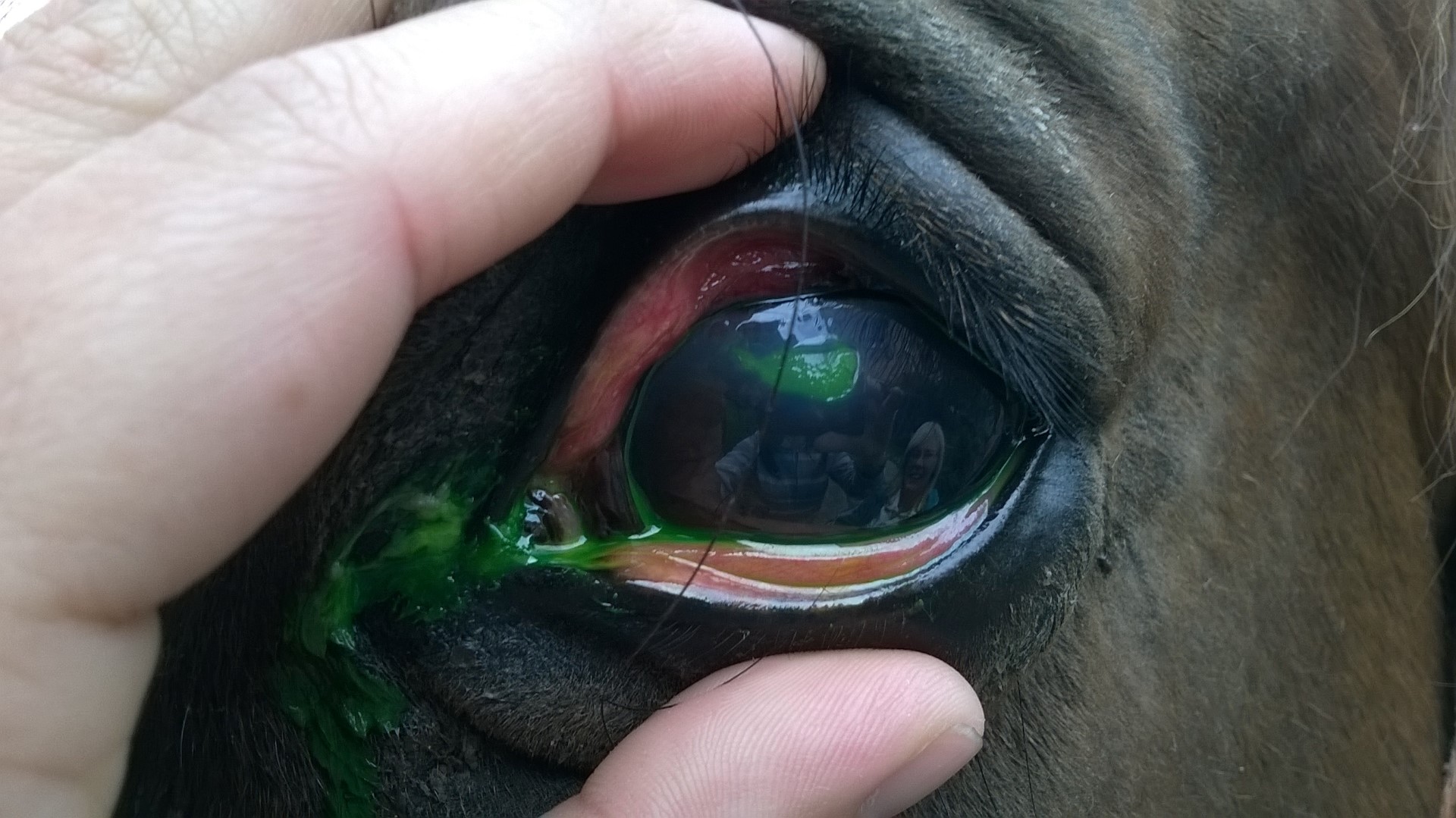 fluorescein pozitiv Large