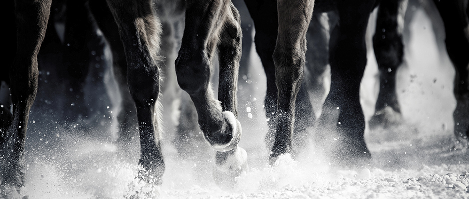 Lósántaság kezelése